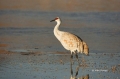 Sandhill-Crane;Crane;Grus-canadensis;One;one-animal;avifauna;bird;birds;feather;
